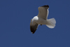 1cy fuscus in August, ringed in Finland. (81365 bytes)